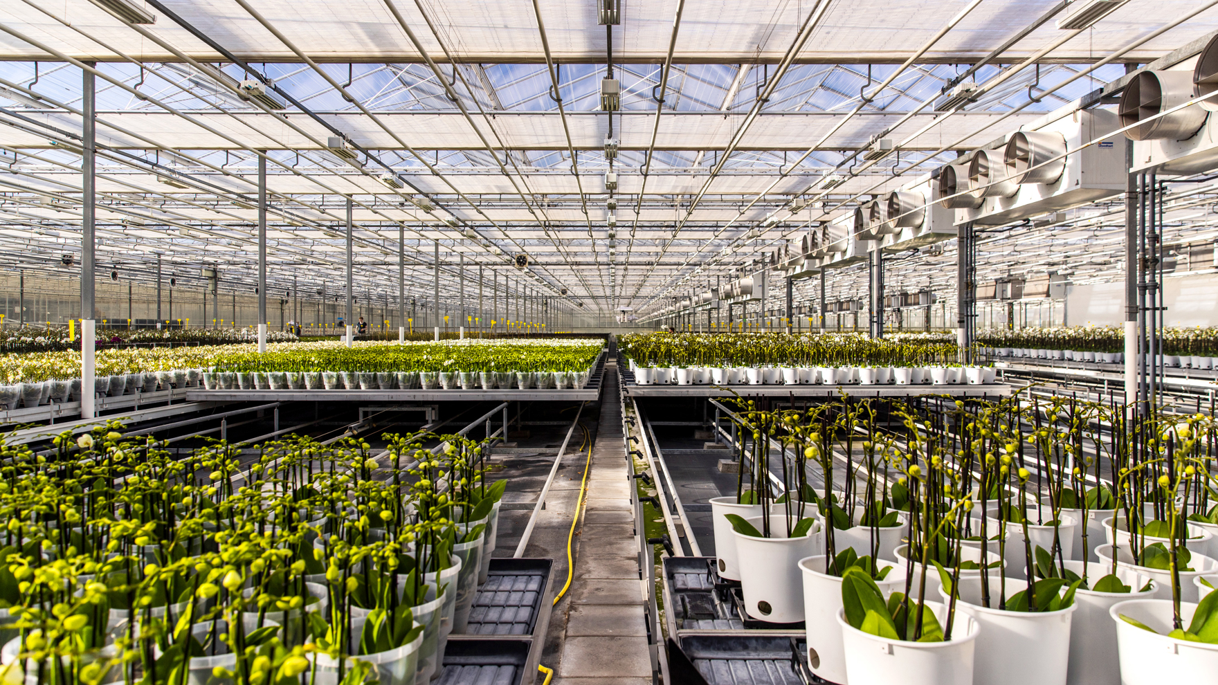 Orchids on rolling containers in a greenhouse